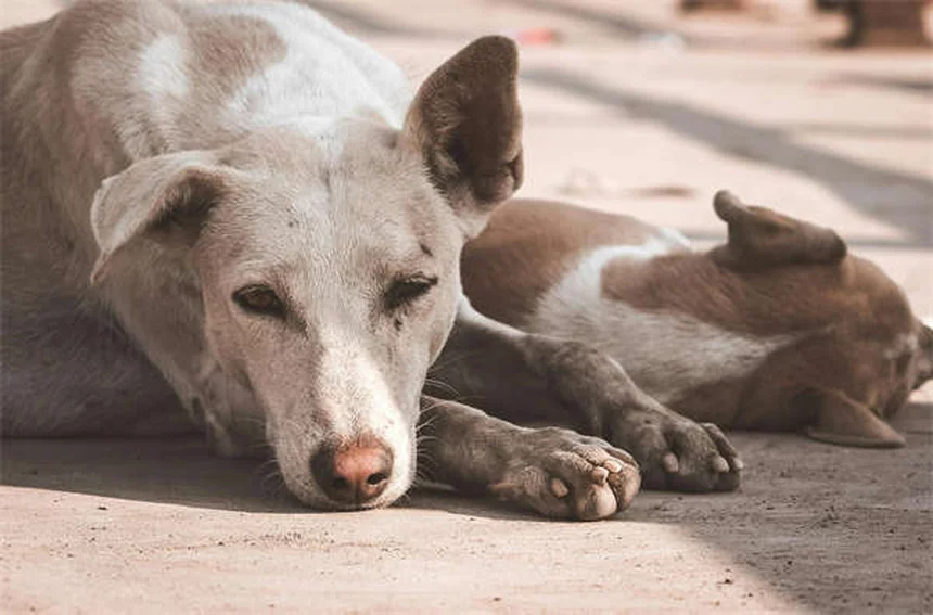 犬と飼い主の性格が似る3つの理由と科学的根拠