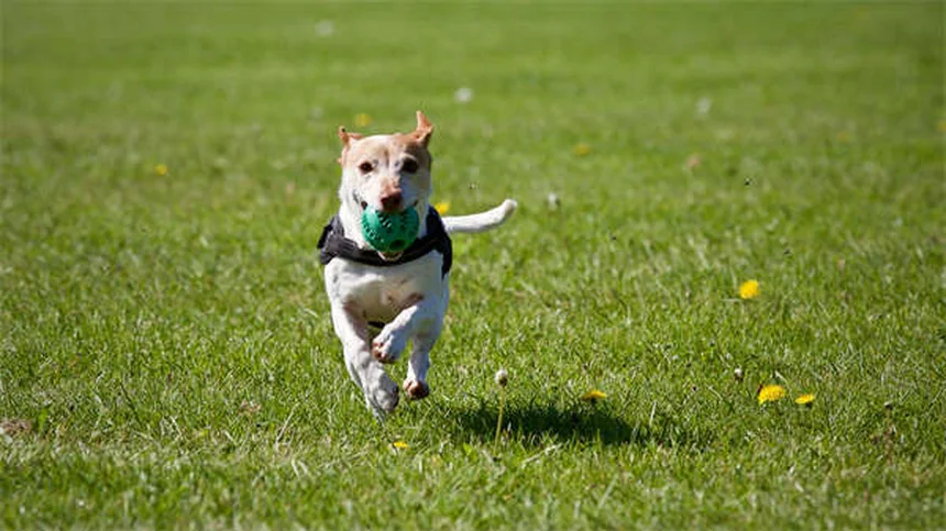 犬の痒み止め薬Zenreliaとは？効果・副作用・Apoquelとの違いを徹底解説