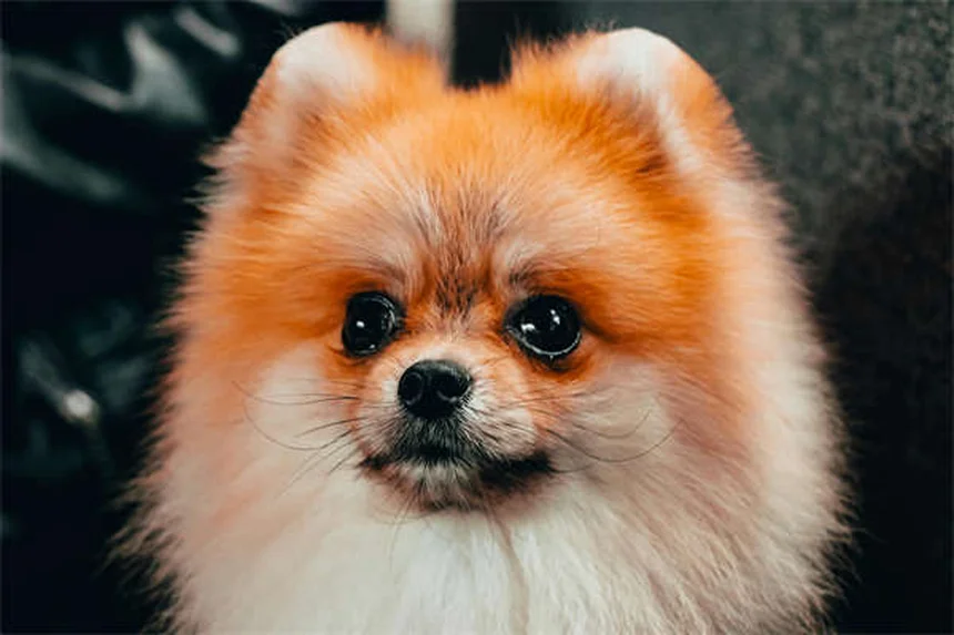 犬の良い市民（CGC）テストとは？合格がもたらす5つのメリットと完全対策