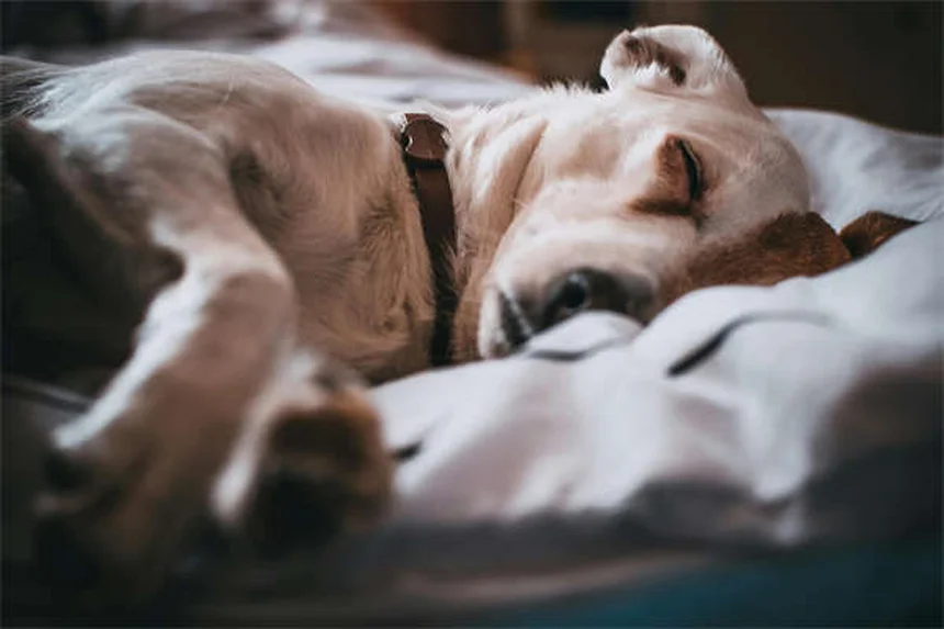 犬の肺挫傷とは？症状から治療、後遺症まで徹底解説
