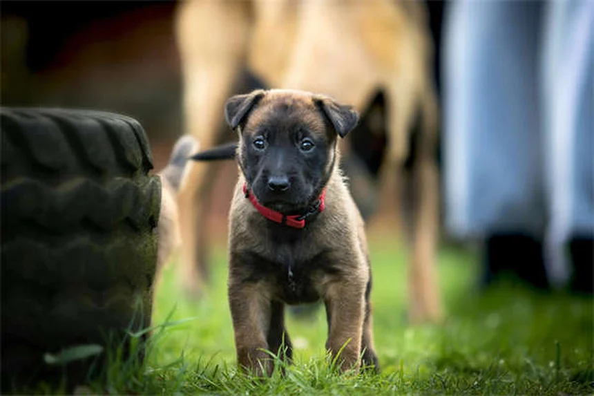 犬のノミ・ダニ駆除薬おすすめ5選！選び方と効果的な使い方
