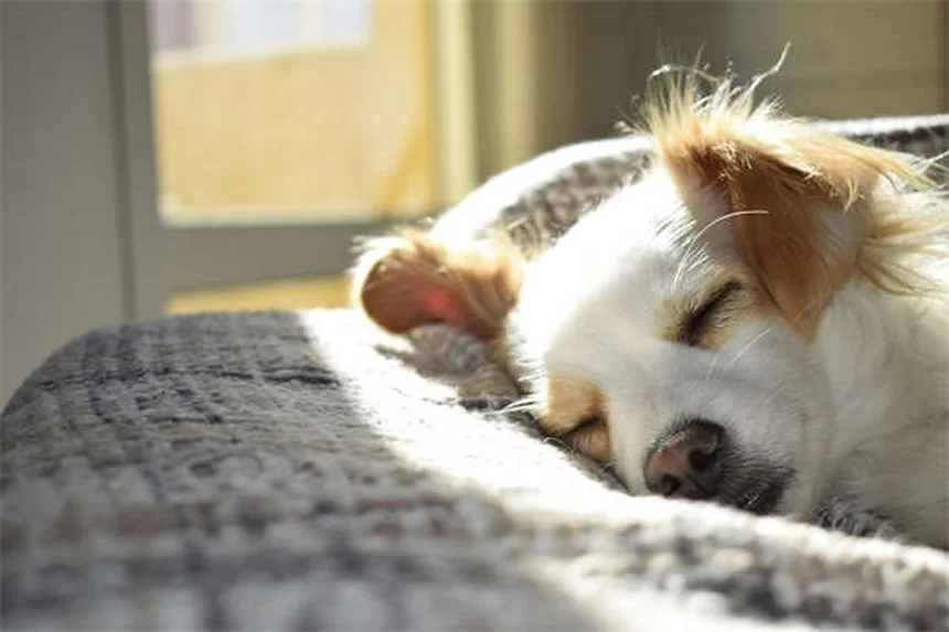 犬の肺挫傷とは？症状から治療、後遺症まで徹底解説