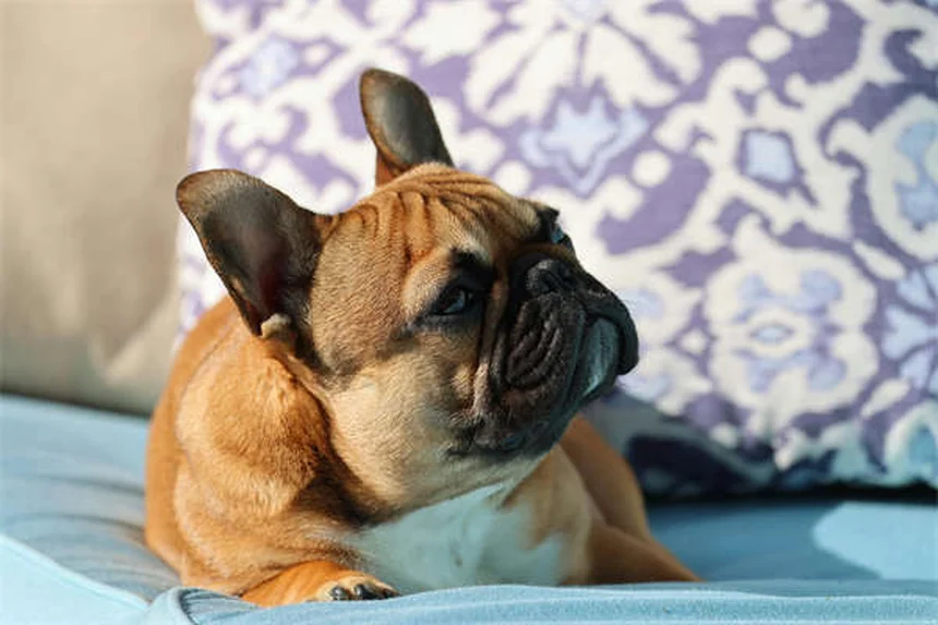 シニア犬のしつけは可能？老犬に効果的なトレーニング方法5選