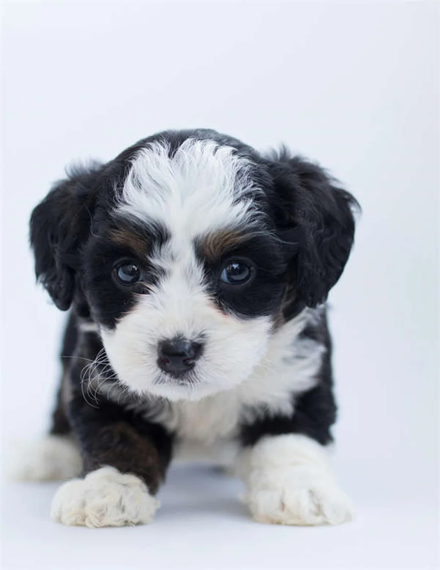 犬の寝相で分かる性格と健康状態6選！愛犬の気持ちがわかる