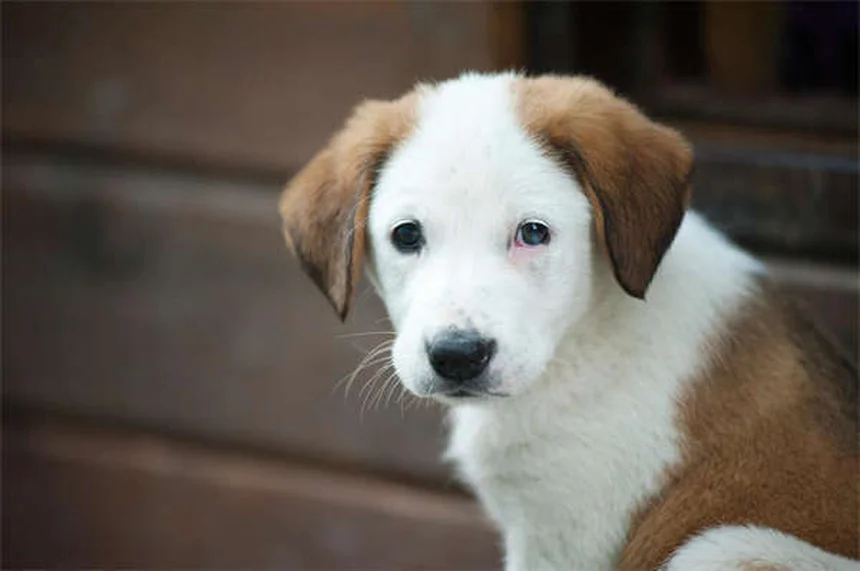 犬の寝相で分かる性格と健康状態6選！愛犬の気持ちがわかる