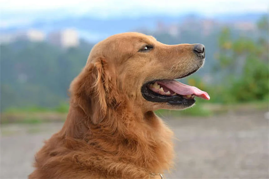 犬が何でも舐める理由とは？5つのケース別原因と正しい対処法