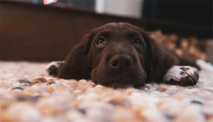 犬のしつけは褒めて伸ばす！効果的な褒め方と日常トレーニングのコツ