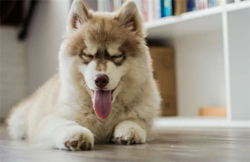 シニア犬の食事管理：5つのポイントで知る健康寿命を延ばす栄養学