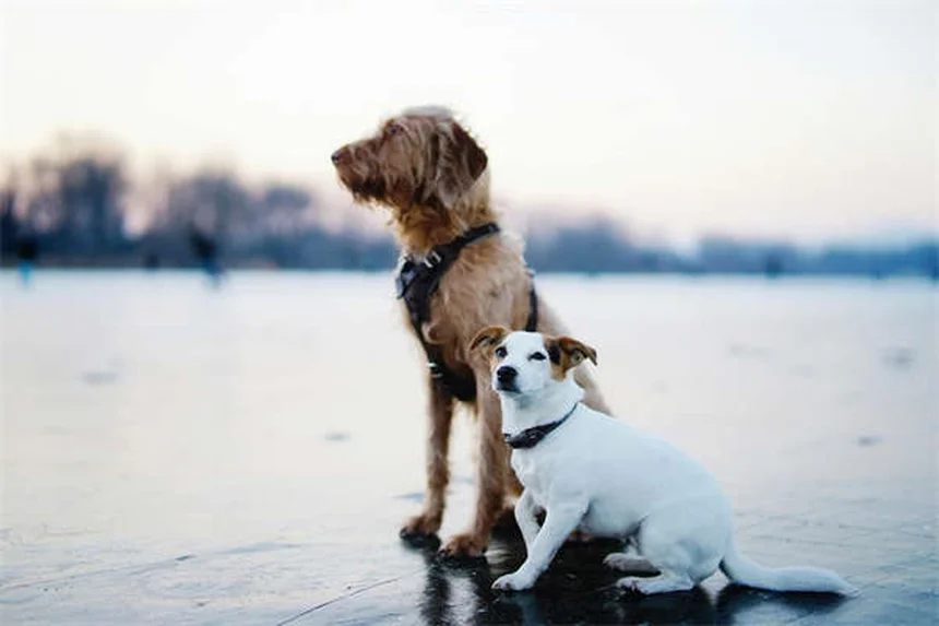 愛犬がリードを嫌がる5つの原因と今すぐできる解決法