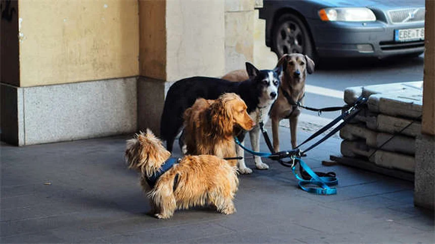 愛犬がリードを嫌がる5つの原因と今すぐできる解決法