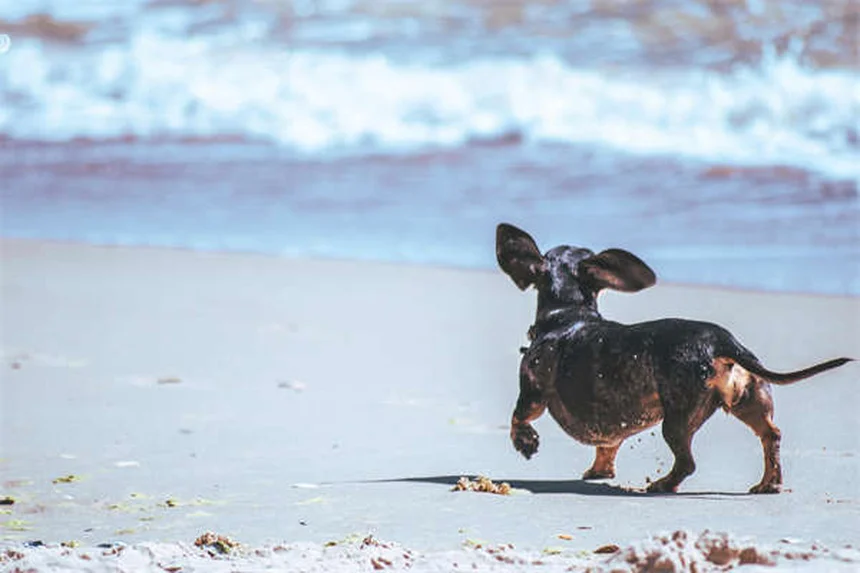 犬は他の犬を見分けられる？視覚だけでも判別できる驚きの研究結果