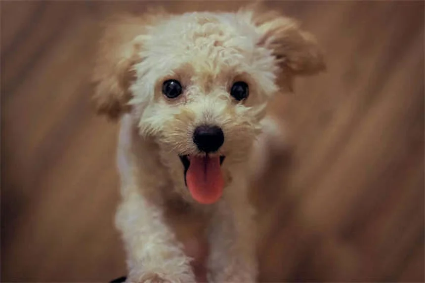 犬の痒み止めアポキルは即効性？4時間で効く実体験と使用法