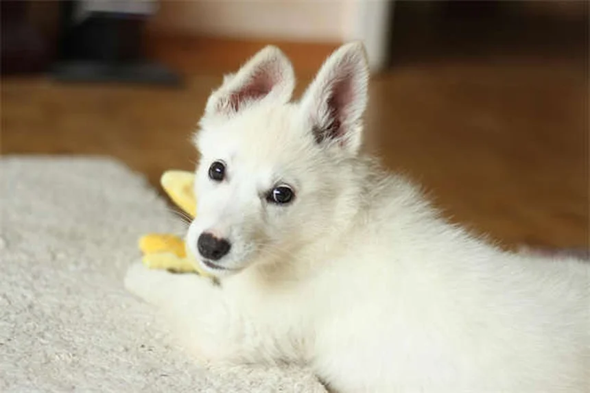 Morabの性格と飼い方のコツを初心者向けに解説