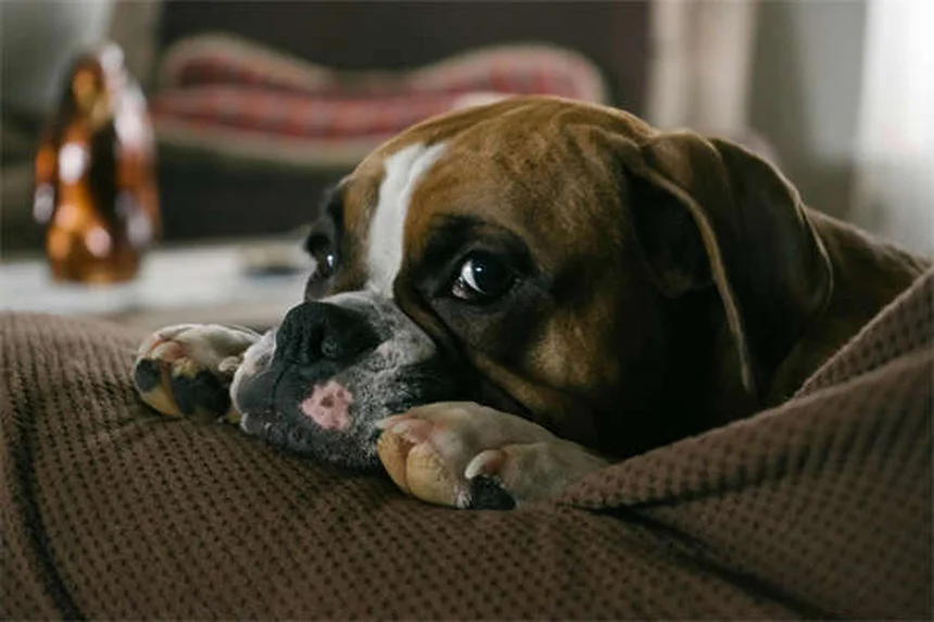 子犬がうんちを食べる原因と正しい対処法｜やめさせたいあなたへ