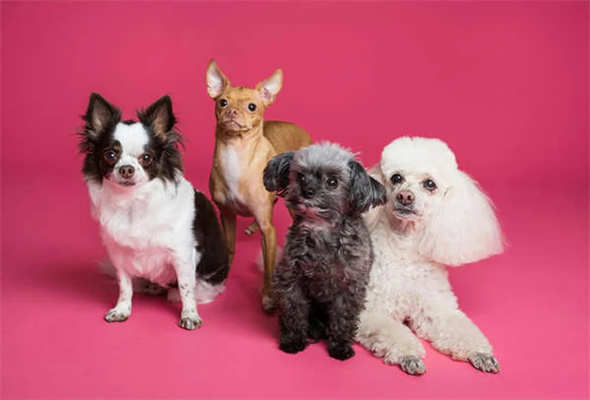 子犬がうんちを食べる原因と正しい対処法｜やめさせたいあなたへ