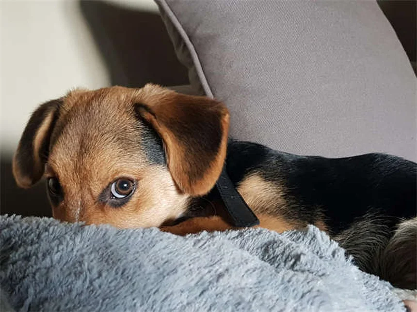 犬のホットスポットの治し方とは？自宅ケアから予防まで獣医推奨の対策