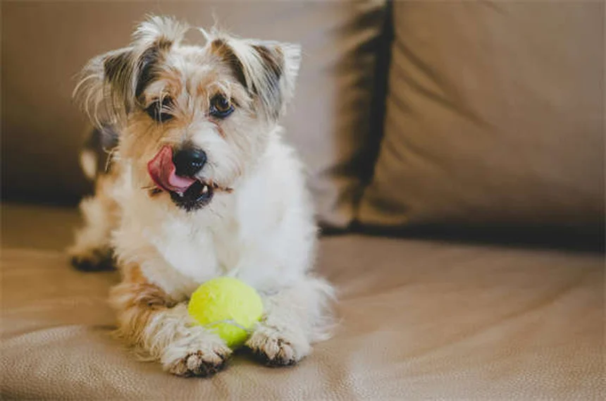 犬のホットスポットの治し方とは？自宅ケアから予防まで獣医推奨の対策