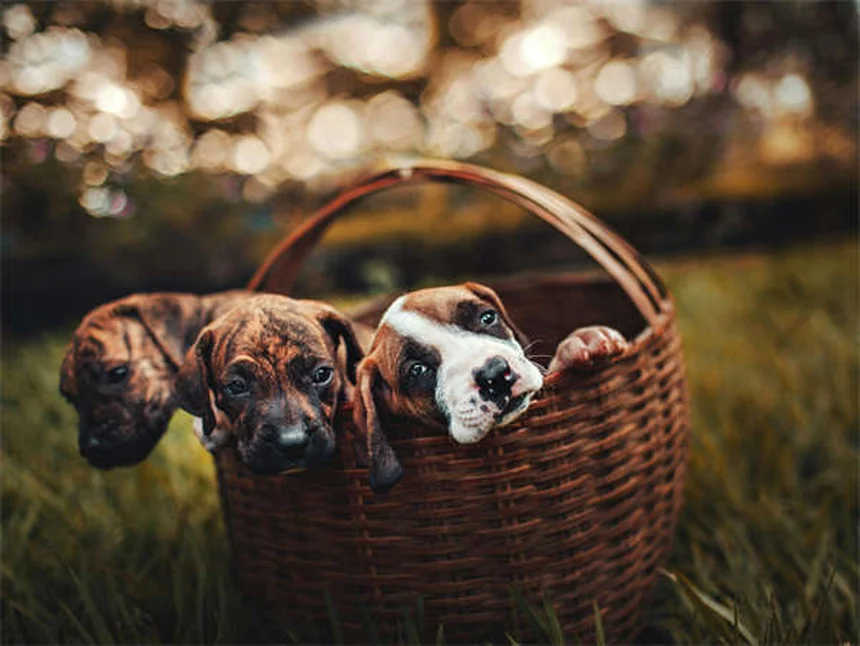 人懐っこい猫種13選！特徴と性格を徹底比較