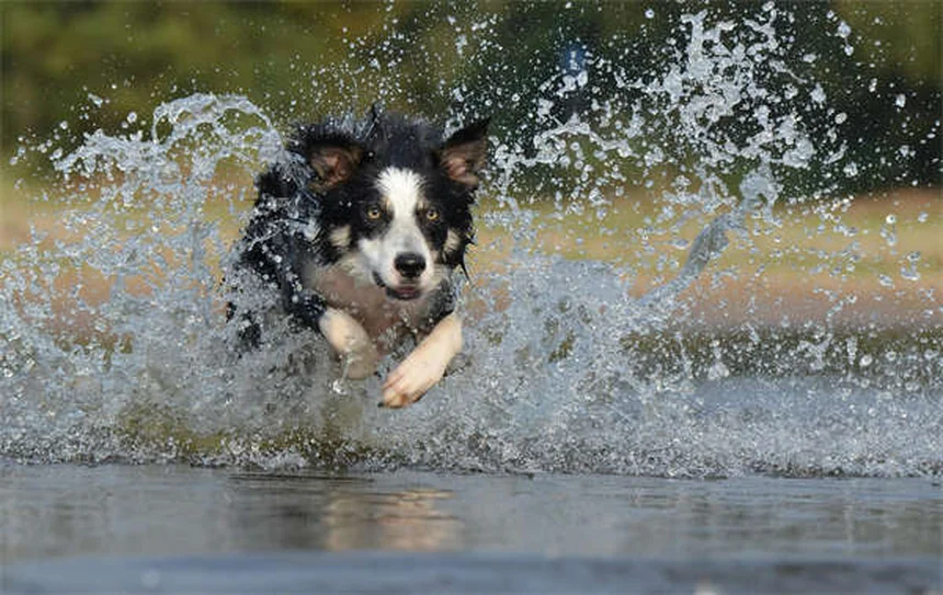 愛犬の耳掃除は必要？正しい頻度と安全なやり方【獣医師推奨】