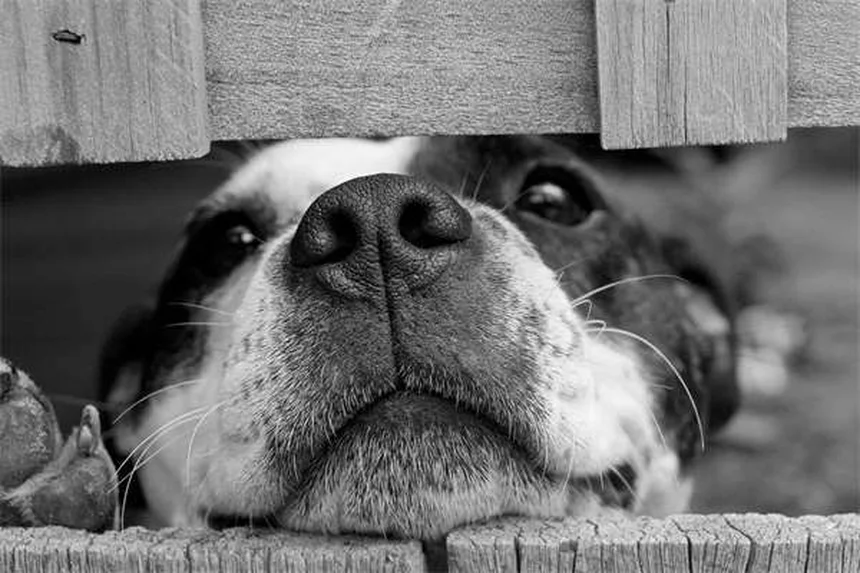 犬のヘビ咬傷の症状と治療法を獣医が教える完全ガイド