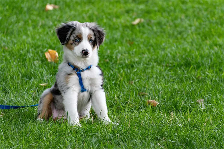 犬用ハーネスの正しい付け方｜種類別の装着法と選び方のコツ