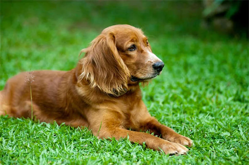 犬用ハーネスの正しい付け方｜種類別の装着法と選び方のコツ