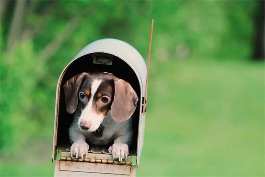 犬の選び方と準備：失敗しないための5つの基本