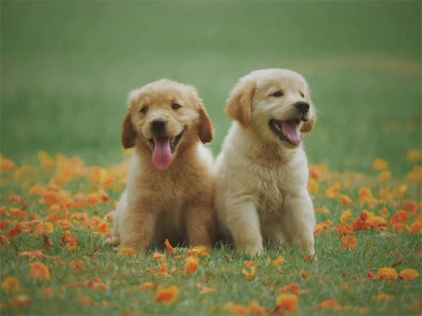 犬の唾液の真実9つ：抗菌？アレルギー？安全なスキンシップのコツ