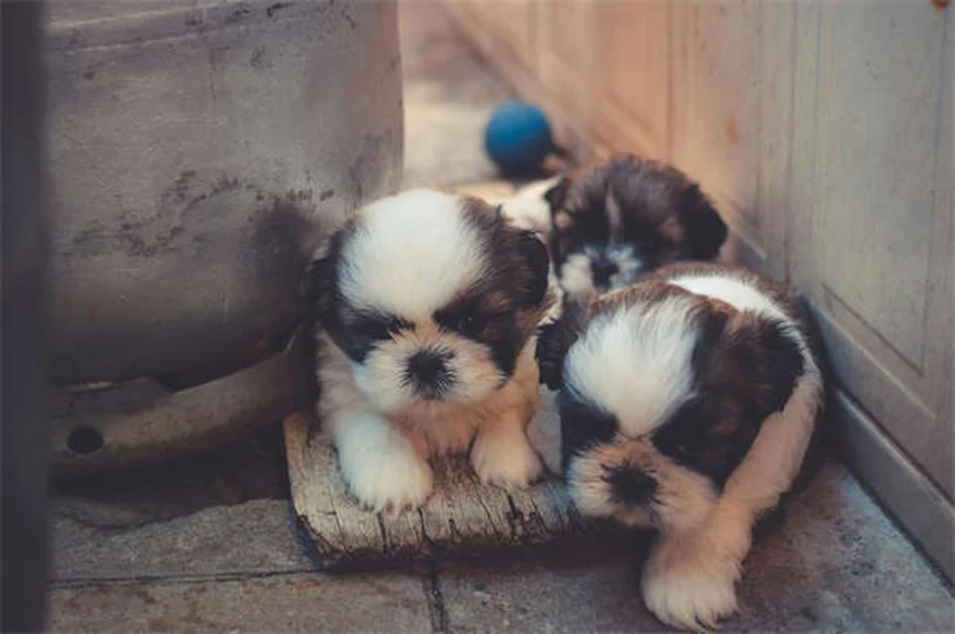 愛情だけじゃない！犬がじっと見つめる5つの理由【要注意サインも解説】