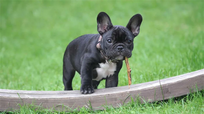 愛情だけじゃない！犬がじっと見つめる5つの理由【要注意サインも解説】
