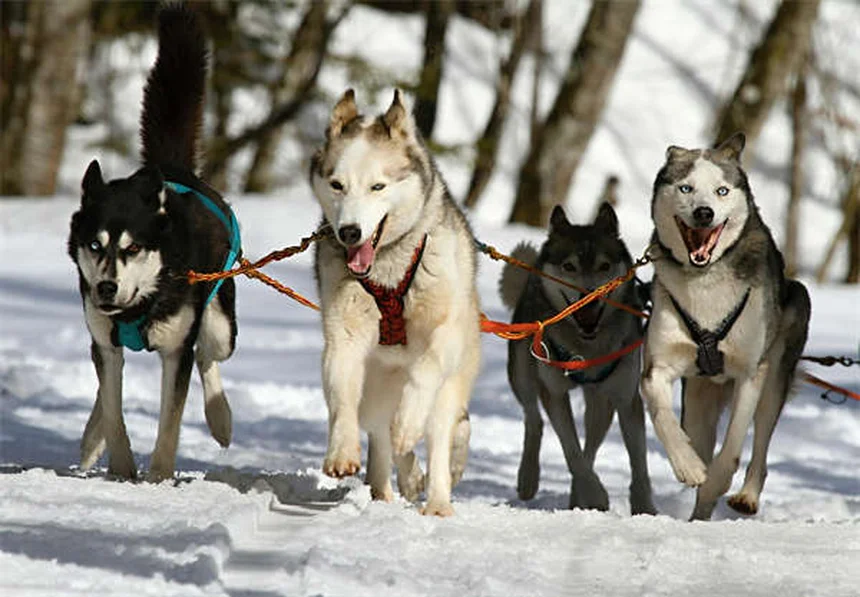 愛情だけじゃない！犬がじっと見つめる5つの理由【要注意サインも解説】