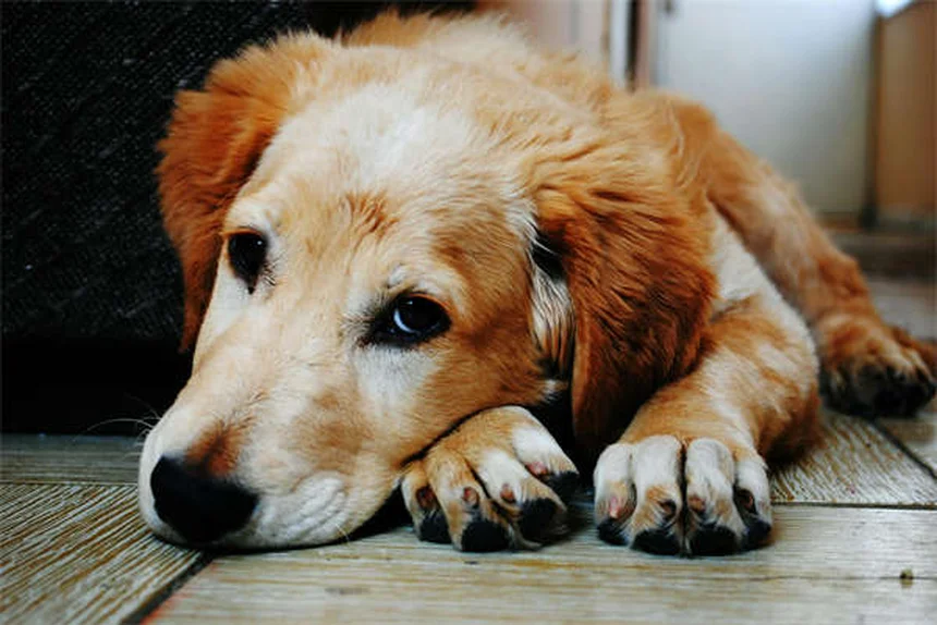 冬の散歩で注意すべき3つの危険と愛犬・愛猫の安全対策