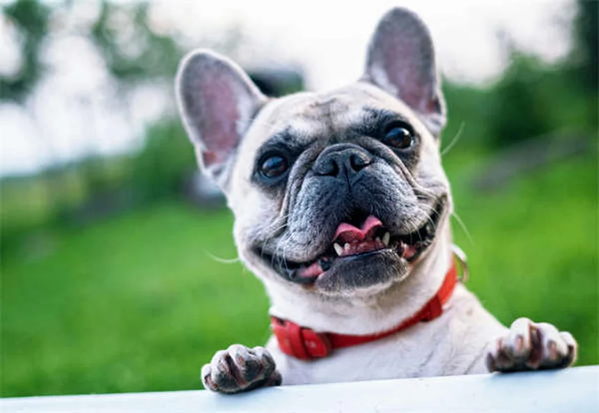 犬の体重測定を自宅で簡単に！正確に測る方法と頻度の目安